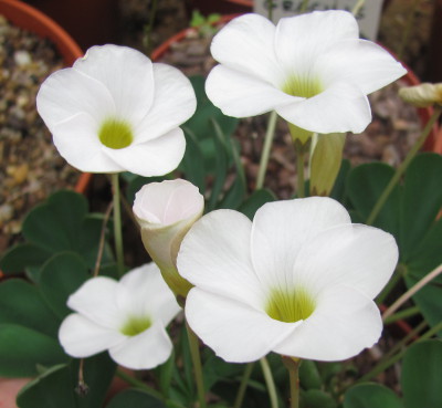 Oxalis flava white 